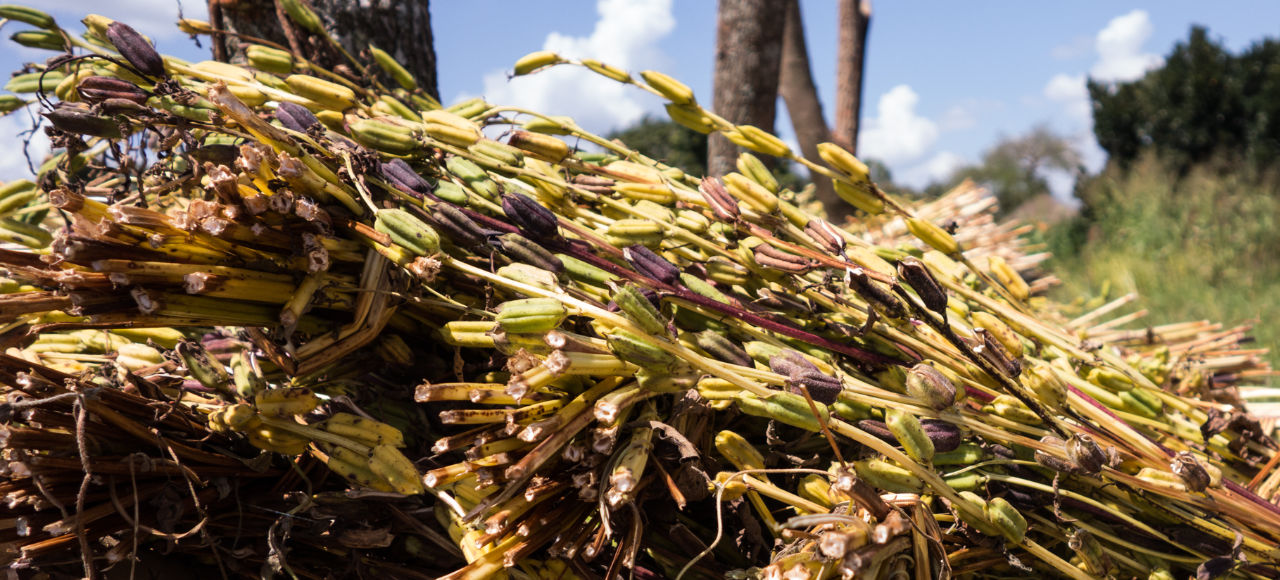 Bio-Sesamöl als Cotonea Geschenk mit Ursprung von Bio-Baumwoll Fair Trade Projekten