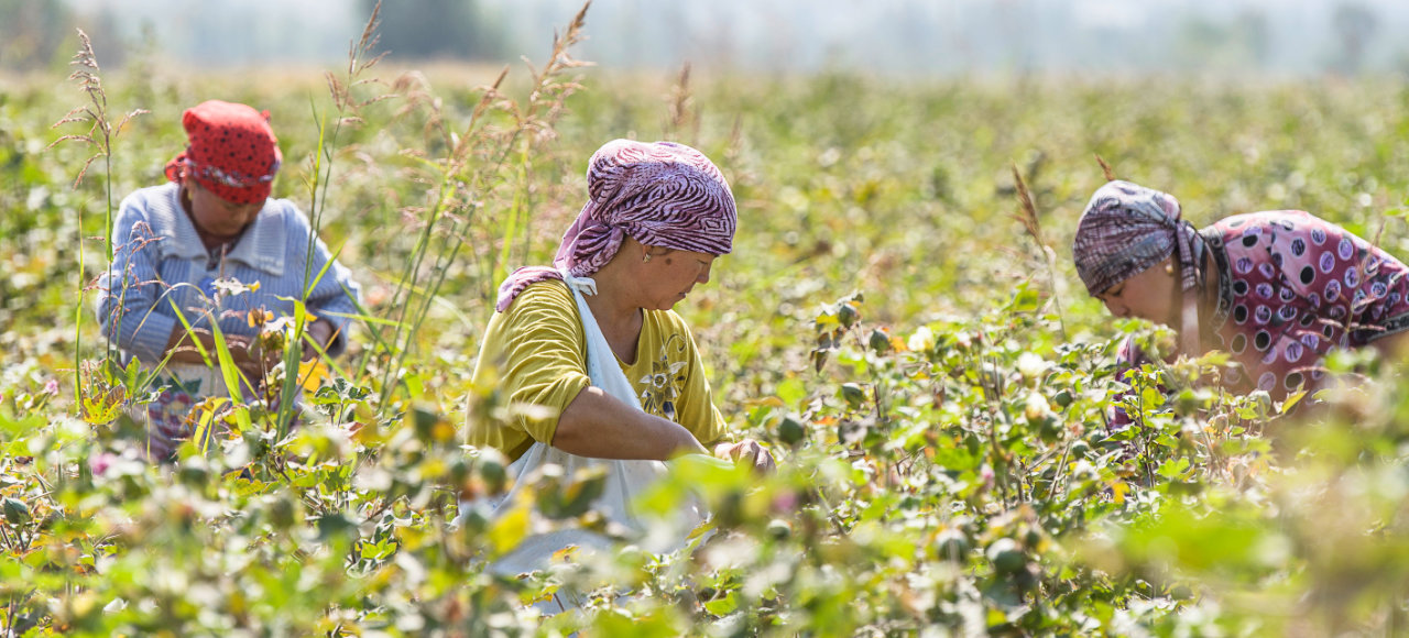 Cotonea Bio-Qualität ist ökologische Produktion auf höchstem Niveau