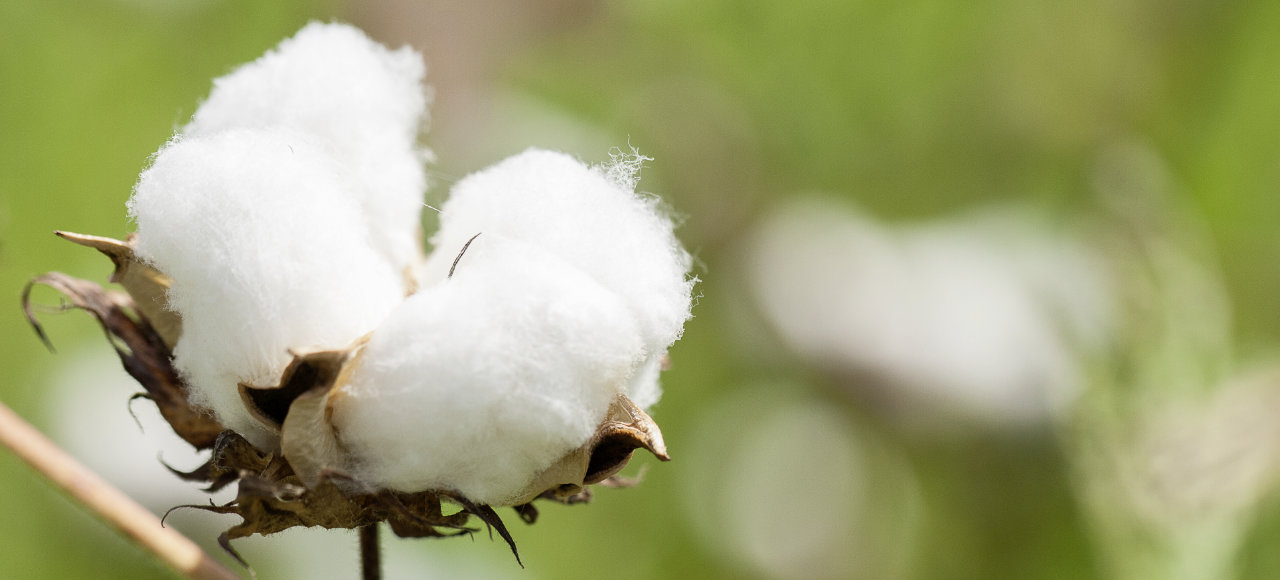 Cotonea Bio-Qualität ist reine Bio-Baumwolle