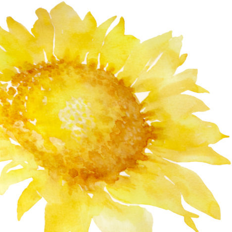 News Teaser Eine Symphonie in Gelb Detail Design Sonnenblume Bio Satin Bettwäsche von Cotonea 