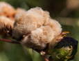 Bio-Baumwollkapsel farbig gewachsen von Cotonea