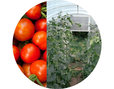 Bio-Baumwollschnur für den Garten