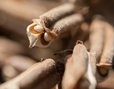 Bio Sesam für Cotonea Sesamöl aus kontrolliert biologischem Anbau