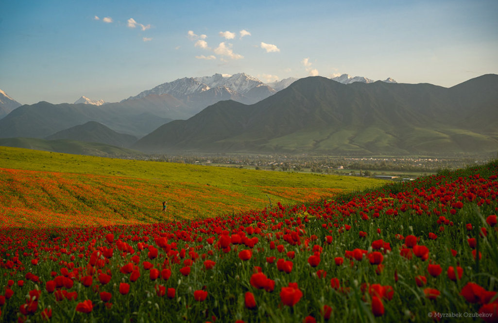 Mit Cotonea auf eine Reise zum Mohn | Cotonea
