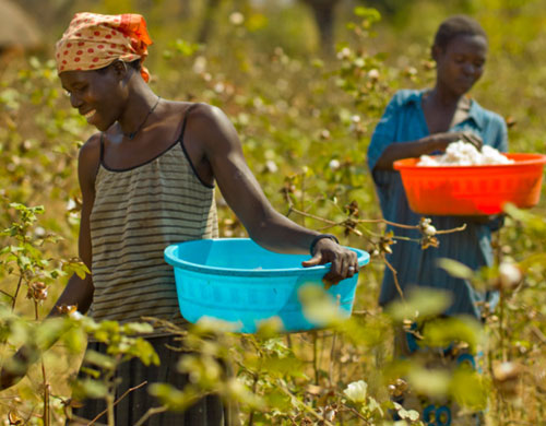 Ernte, Uganda