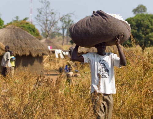 Erntehelfer, Uganda